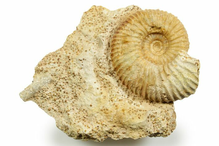 Jurassic Ammonite (Paragarantiana) Fossil - Évrecy, France #367813